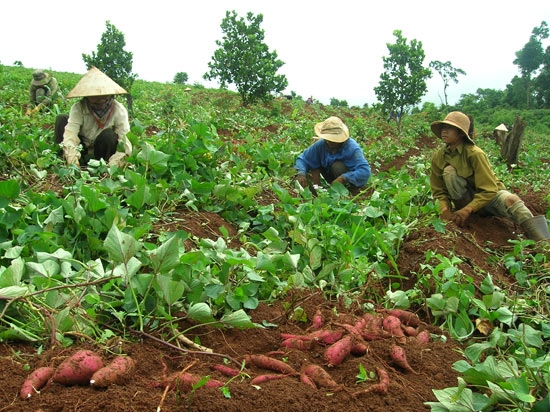 thu hoạch 1_1671691314.jpg